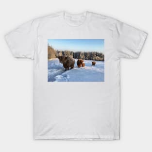 Scottish Highland Cattle Cows and Calf 1650 T-Shirt